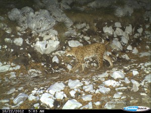 Dam projects threaten the Mavrovo National Park and the last remaining population of the Balkan lynx. (Photo: BLRP/Scopes)