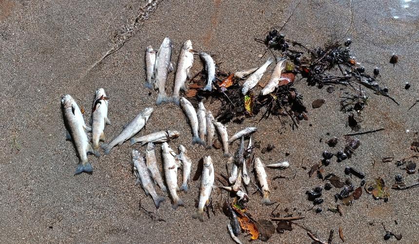Massives Fischsterben auf der Neretva, ausgelöst durch die Ableitung von sauerstoffarmem Wasser aus dem Ulog-Stausee. © Hrabren Kapić, Organizacija Sportskih Ribolovaca "Konjic"