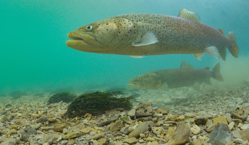 Der bedrohte Donaulachs (Hucho hucho) in den kristallklaren Gewässern der Una – eine Art, deren Überleben von der Gesundheit des gesamten Flusssystems abhängt. © Arthur de Bruin