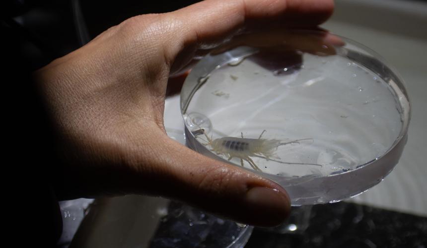 Eine möglicherweise noch unbeschriebene Süßwasserkrebsart, entdeckt während der Una Science Week. Sollte es sich bestätigen, wäre dies ihr erster formaler Nachweis im Una-Becken. © Bahrudin Bandić