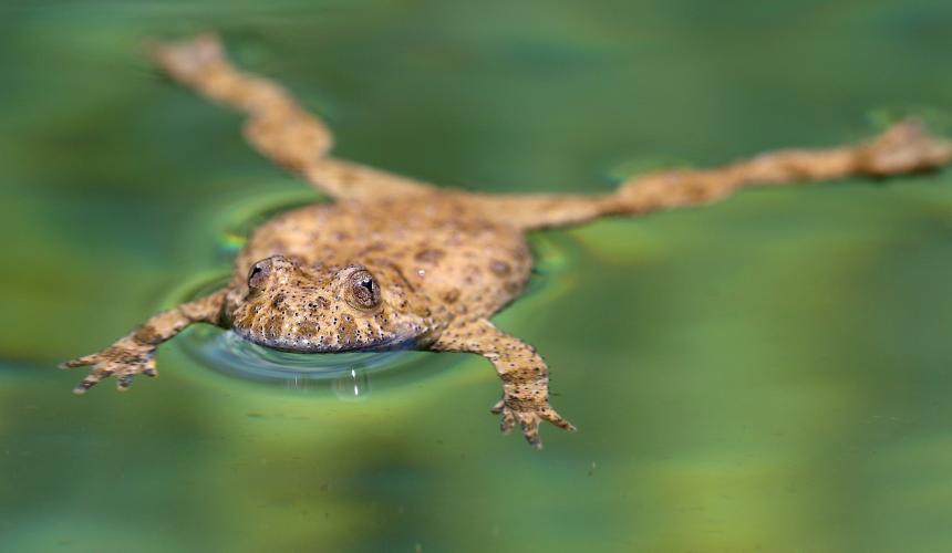 Bombina Variegata, the yellow-bellied toad  © Gernot Kunz