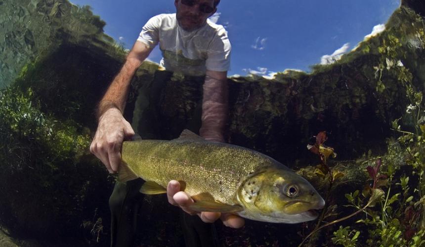 Weichmaulforelle (Salmo obtusirostris): nur 5 spezifische Populationen existieren. Am besten erhalten ist die Population im Fluss Neretva. Staudammprojekte drohen jedoch mindestens 50 Prozent dieser Population auszurotten. Staudämme am Fluss Morača würde die dortige Population dieser Art aller Voraussicht nach komplett auslöschen. © A. Hodalič