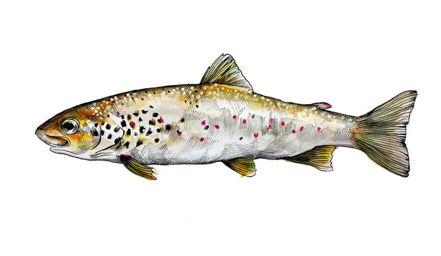 Hand drawing of a a Softmouth trout © Vanja Lazic