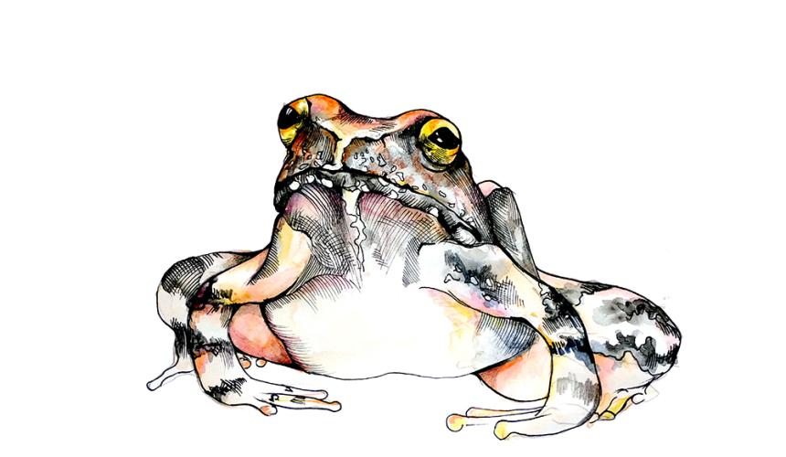 Handzeichnung eines Griechischer Frosches © Vanja Lazic