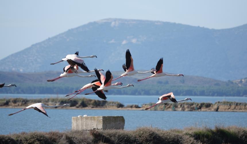 The Narta Lagoon is an important breeding and resting area for several bird species, including flamingos and Caspian terns. They are threatened by the airport construction. © PPNEA
