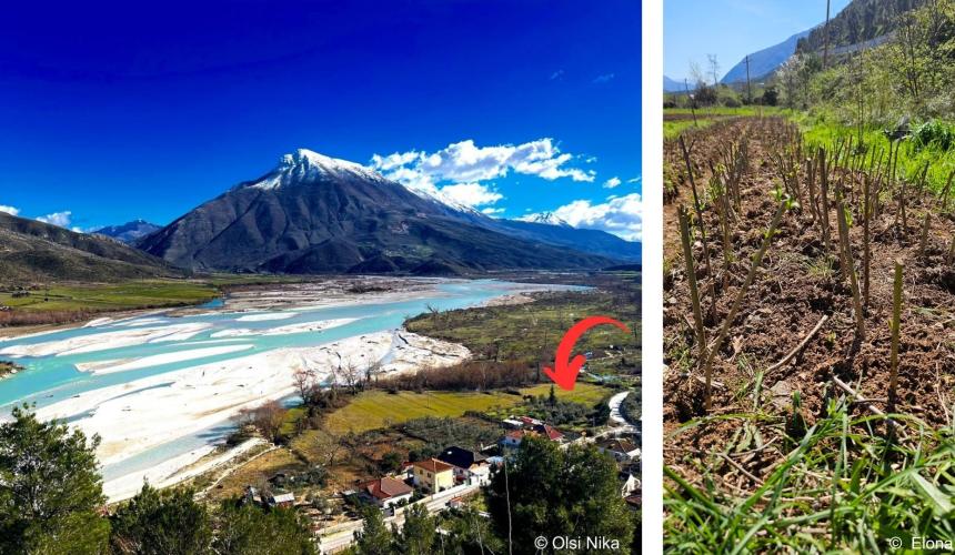 Die Baumschule befindet sich in Tepelena in der Nähe des Vjosa-Ufers. 
