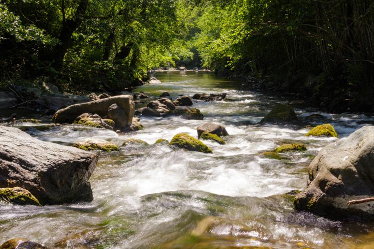 Studenica River © Tijana Jevtić