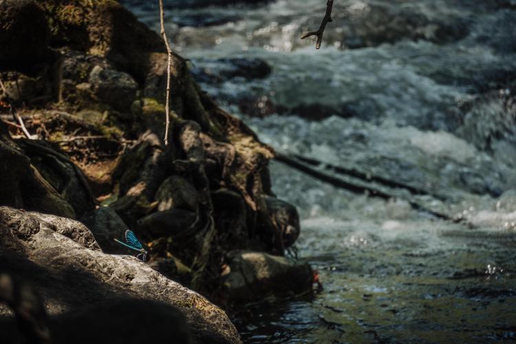Beautiful and unique wildlife live on and around the Studenica River. Photo: Predrag Ilić