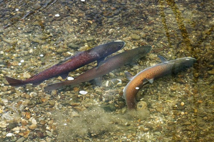 Huchen beim Ablaichen. Sie wandern auch in Zuflüsse, um in sauberen Kiesbetten zu laichen © Erhard Kraus