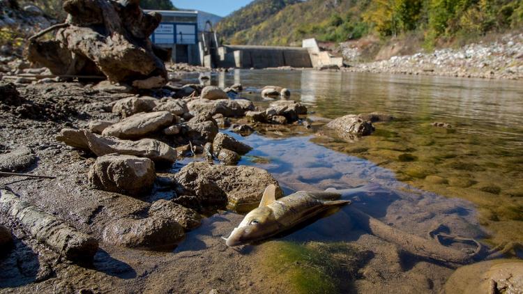 Hydropower plants, especially small hydro, are one of the main causes for the increasingly long Red Lists of fishes. If the expansion is not stopped, 186 fish species in the rivers of the Mediterranean region will be pushed further towards extinction. © Amel Emric