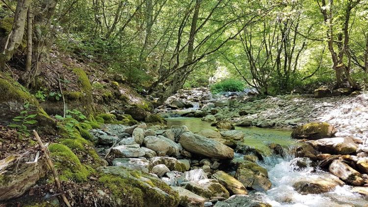 The Ribnicka is one of many small rivers in the Mavrovo National Park. The construction of the power plants and the necessary infrastructure would have fatal consequences for the species-rich area in North Macedonia. © Front 21/42