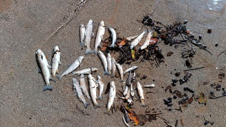 Massives Fischsterben auf der Neretva, ausgelöst durch die Ableitung von sauerstoffarmem Wasser aus dem Ulog-Stausee. © Hrabren Kapić, Organizacija Sportskih Ribolovaca "Konjic"