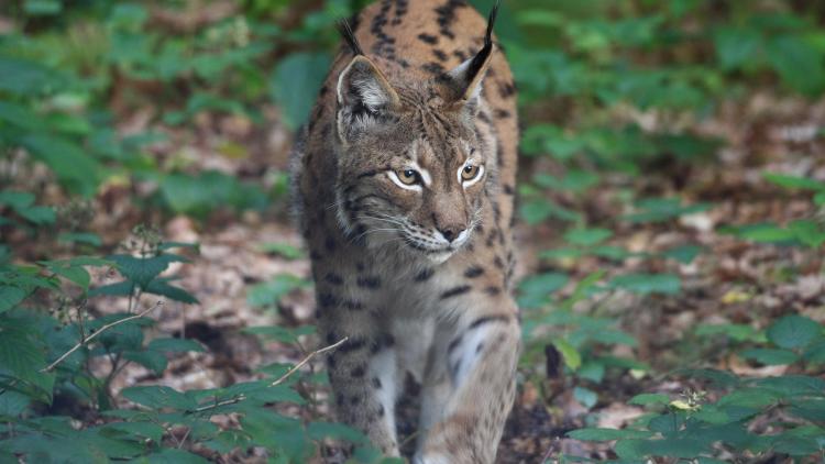 The Mavrovo National Park is the last known area, in which the critically endangered Balkan Lynx is reproducing © Jörg Pukownik