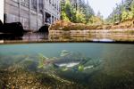 These dams were blocking the access of millions of salmons to their spawning grounds. The number of fish decreased dramatically over the decades. Salmons cannot spawn and fulfill their lifecycle without access to the spawning grounds. Photo: Pink salmon next to Elwha Dam Powerhouse © Matt Stoecker / DAMNATION /Patagonia