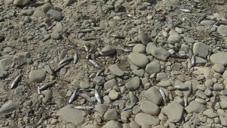 Shortly after the plant started operating in August 2016, a local conservation group found hundreds of dead fish in the river bed. © Association Egnatia