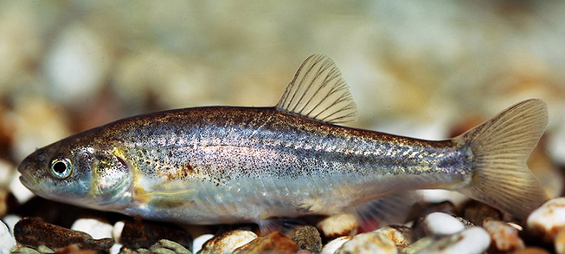 Dalmatinische Elritze (Phoxinellus dalmaticus): Diese maximal 12 Zentimeter kleine Art kommt weltweit nur in dem Čikola Fluss in Süd Kroatien vor. Drei Wasserkraftwerke sind an dem Fluss geplant, was vermutlich das Aussterben der Art zur Folge hätte. © Perica Mustafić