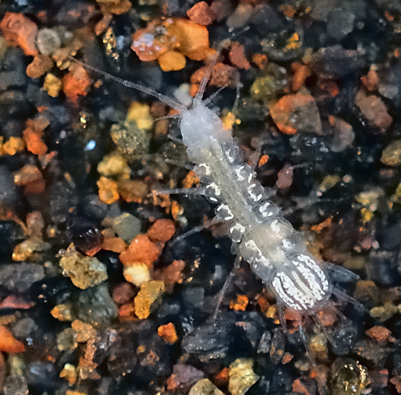 Grundwasser Isopod Proasellus Avaticus Credit: Günter Teichmann