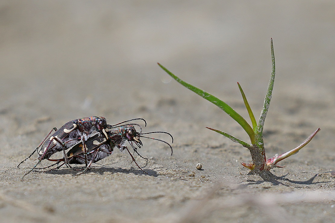 Biodiversity: beach life at the Vjosa. This rare species of tiger beetle was discovered during the research week, next to many other species. © Gernot Kunz
